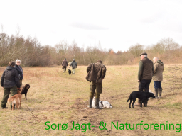 Hundetræning forår 2017
